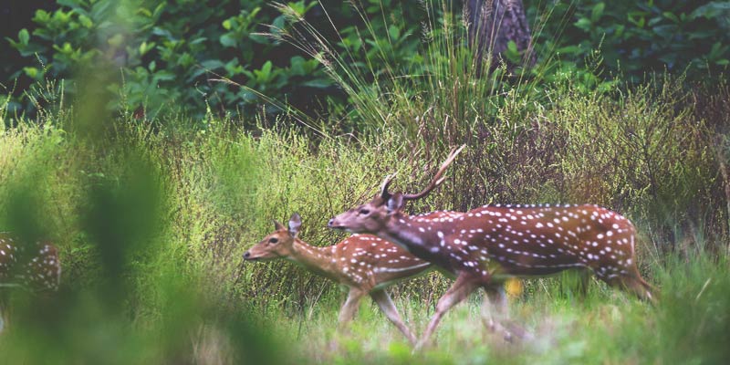 Spotted Deer during Chitwan National Park tour with Nepal Rental Car