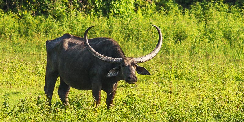 Arna Buffalo at Koshi Tappu Wildlife Reserve, Nepal Rental Car