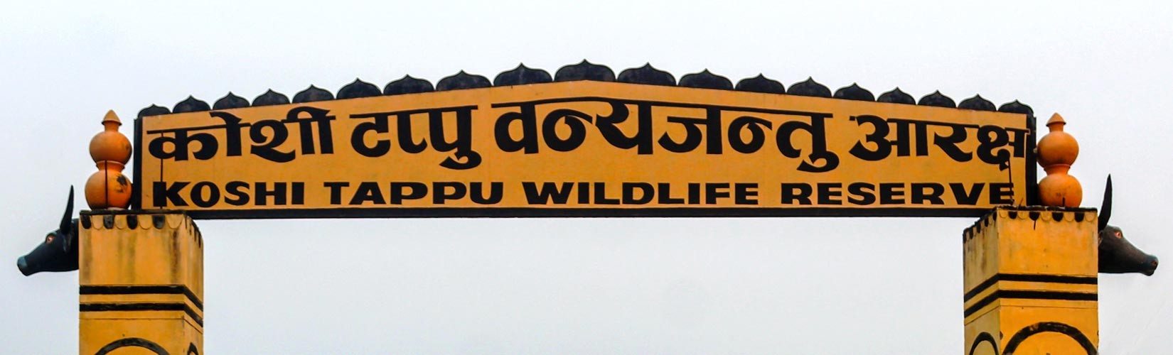  Arna Buffalo at Koshi Tappu Wildlife Reserve