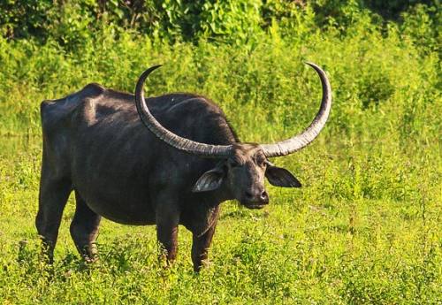 Arna Buffalo at Koshi Tappu Wildlife Reserve